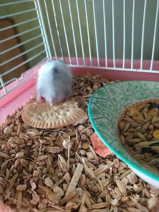 Хомячки Кременчуг