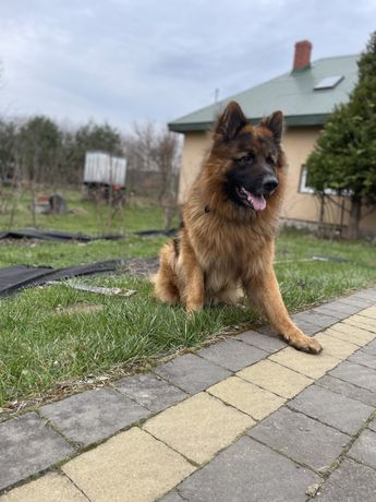 Породистий довгошерстий кобель німецька вівчарка