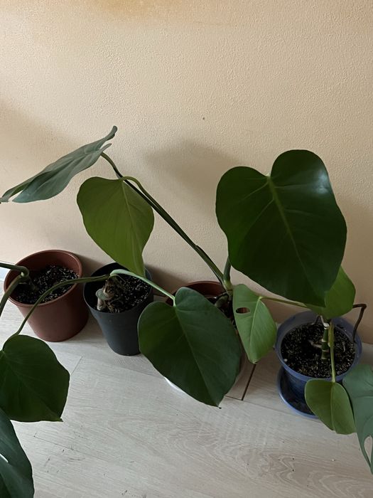 Монстера строманта триколор монстера альба