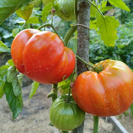 Pomidor Sybirskij Kozyr