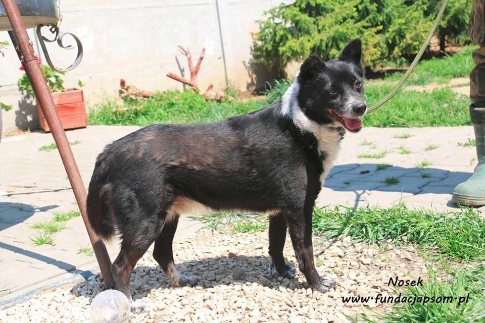 Nosek - spokojny psiak