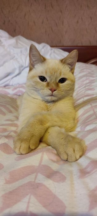 Віддам кошку шотланку