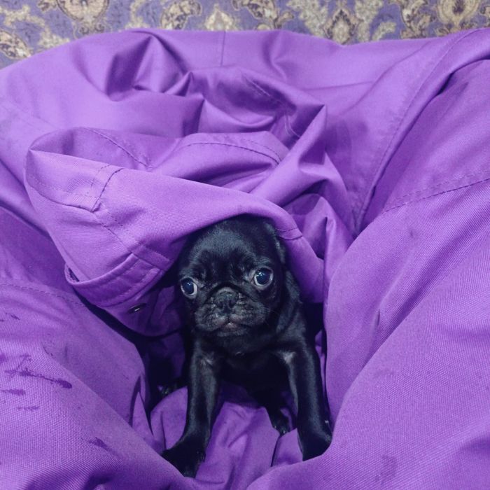 Красуня мопсика шукає люблячу родину