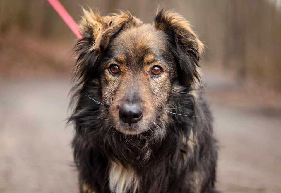 Piękny, puchaty miś, bardzo grzeczny, spokojny do adopcji