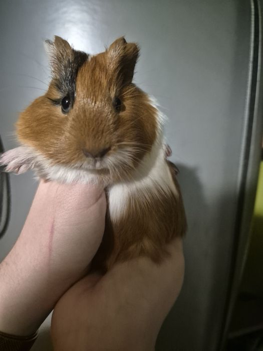 Miesięczne Świnki Morskie