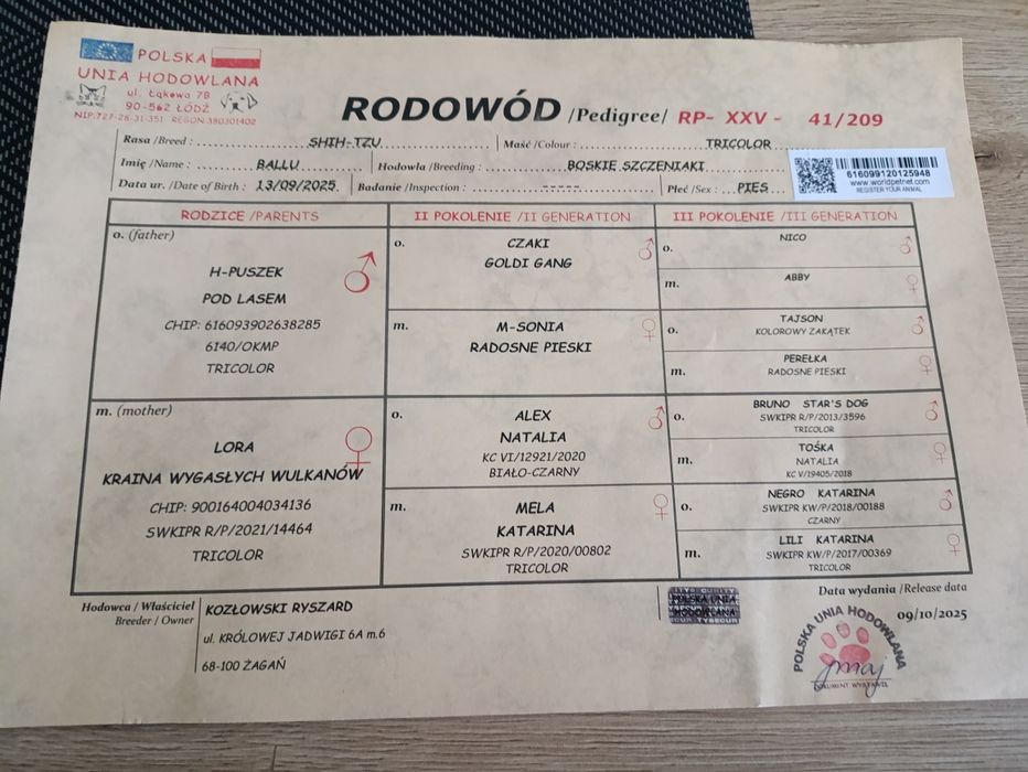 Sprzedam szczeniaka shih tzu, 2,5 miesiąca, po pierwszym szczepieniu.