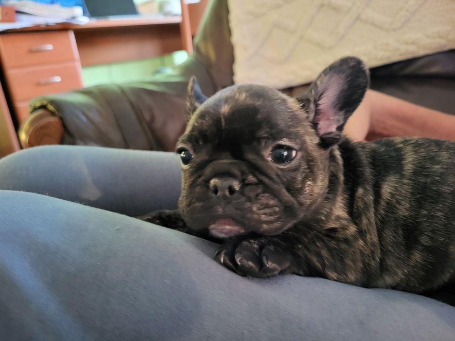 Szczeniak buldog frsncuski po multi championach