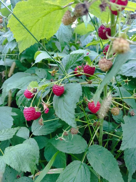 Sadzonki malin odmiana polana