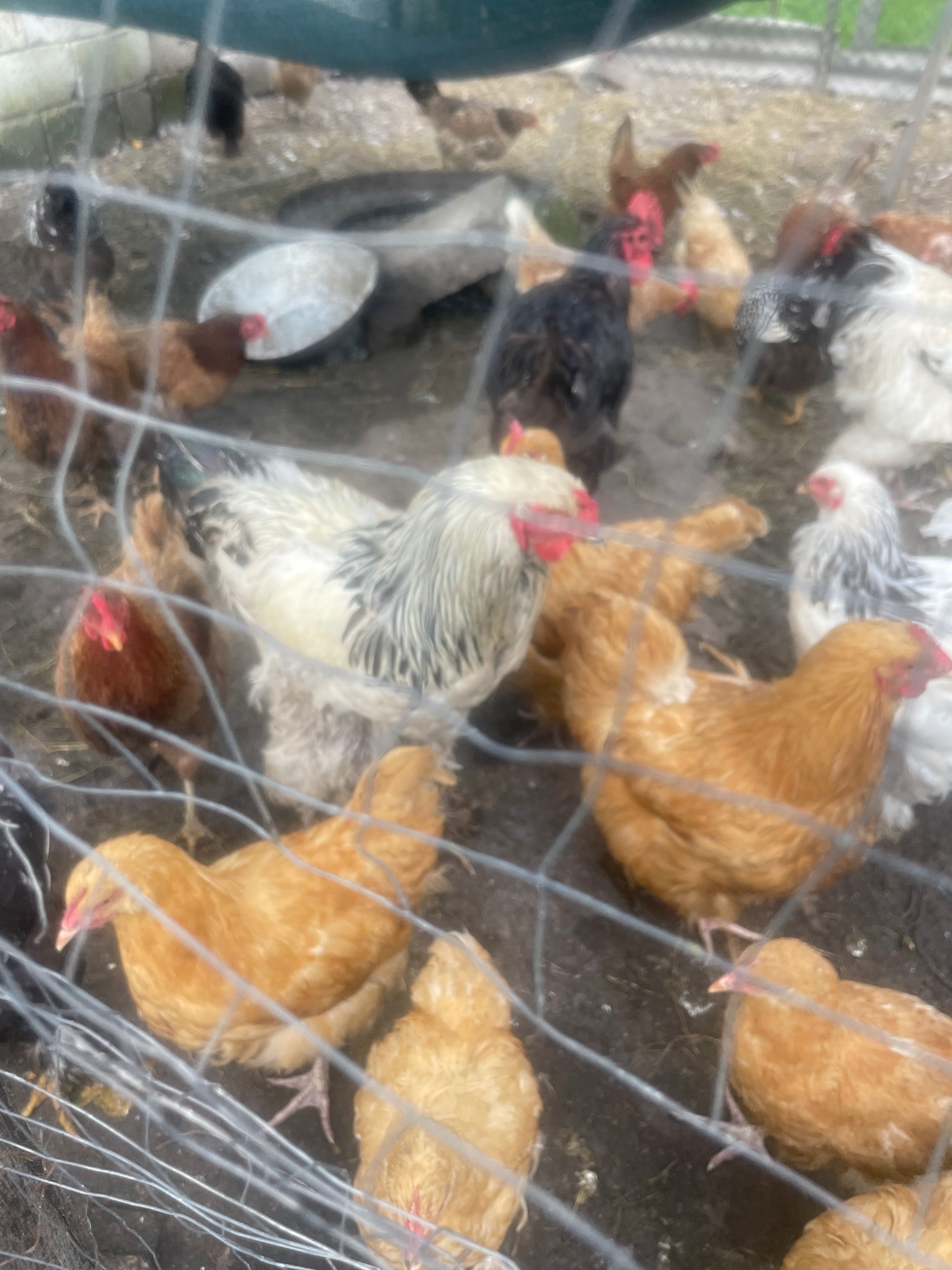 Продам кури Брами