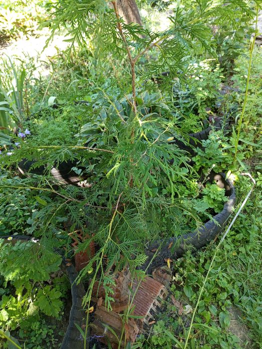 Саджанці сосни звичайної Сумський район