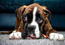 Haft Diamentowy Mozaika 5D Diamentowa Pies Buldog