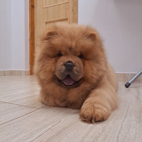 Chow chow ZKwP gotowy do odbioru