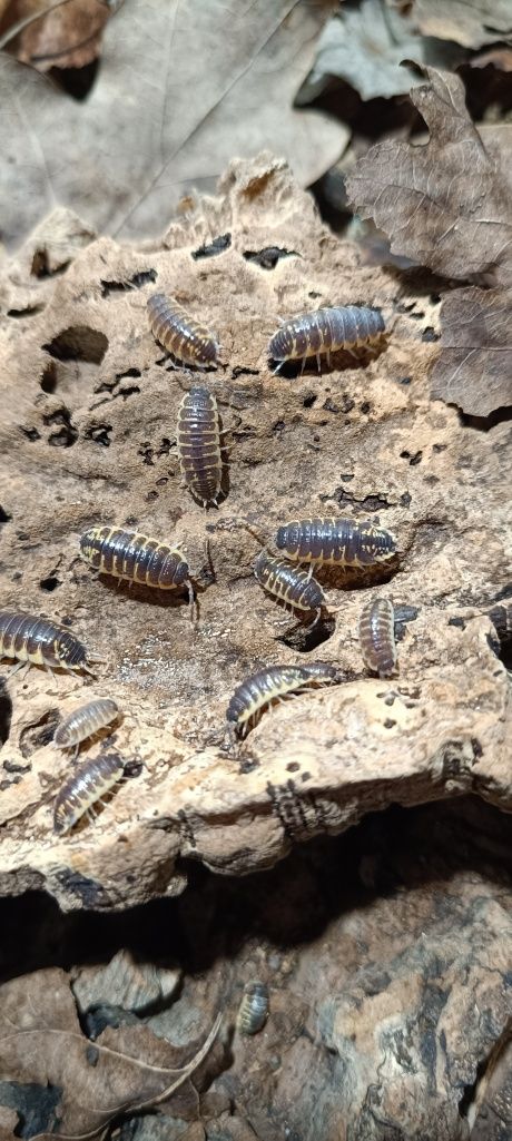 Porcellio ornatus chocolate równonogi, izopody