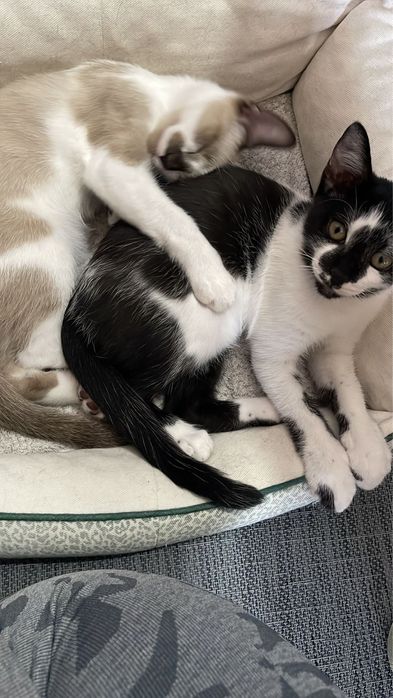 Gatinhos 3 meses para adoção respnsável