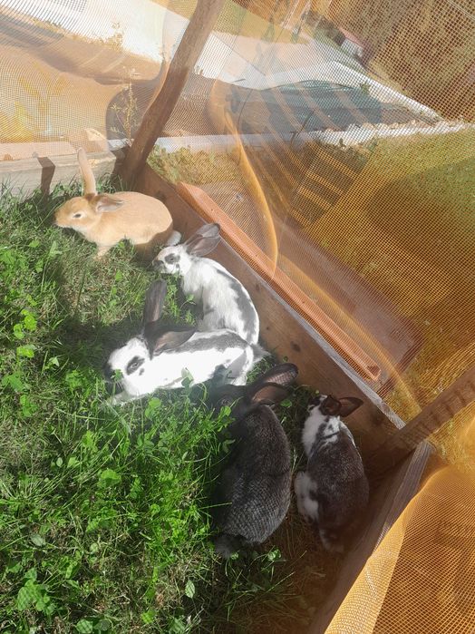 Piękne cztery króliki