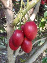 Tomarilho - tomate de árvore