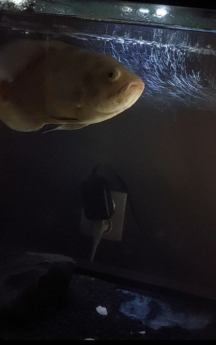 Астронотус-oskar