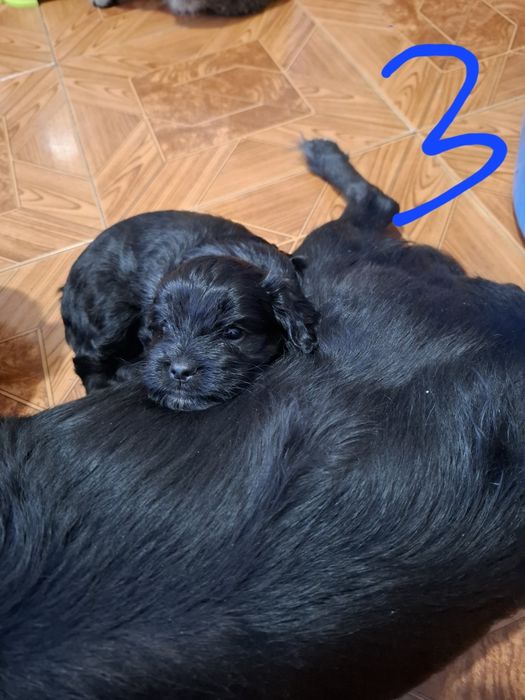 Śliczne sunie do wydania