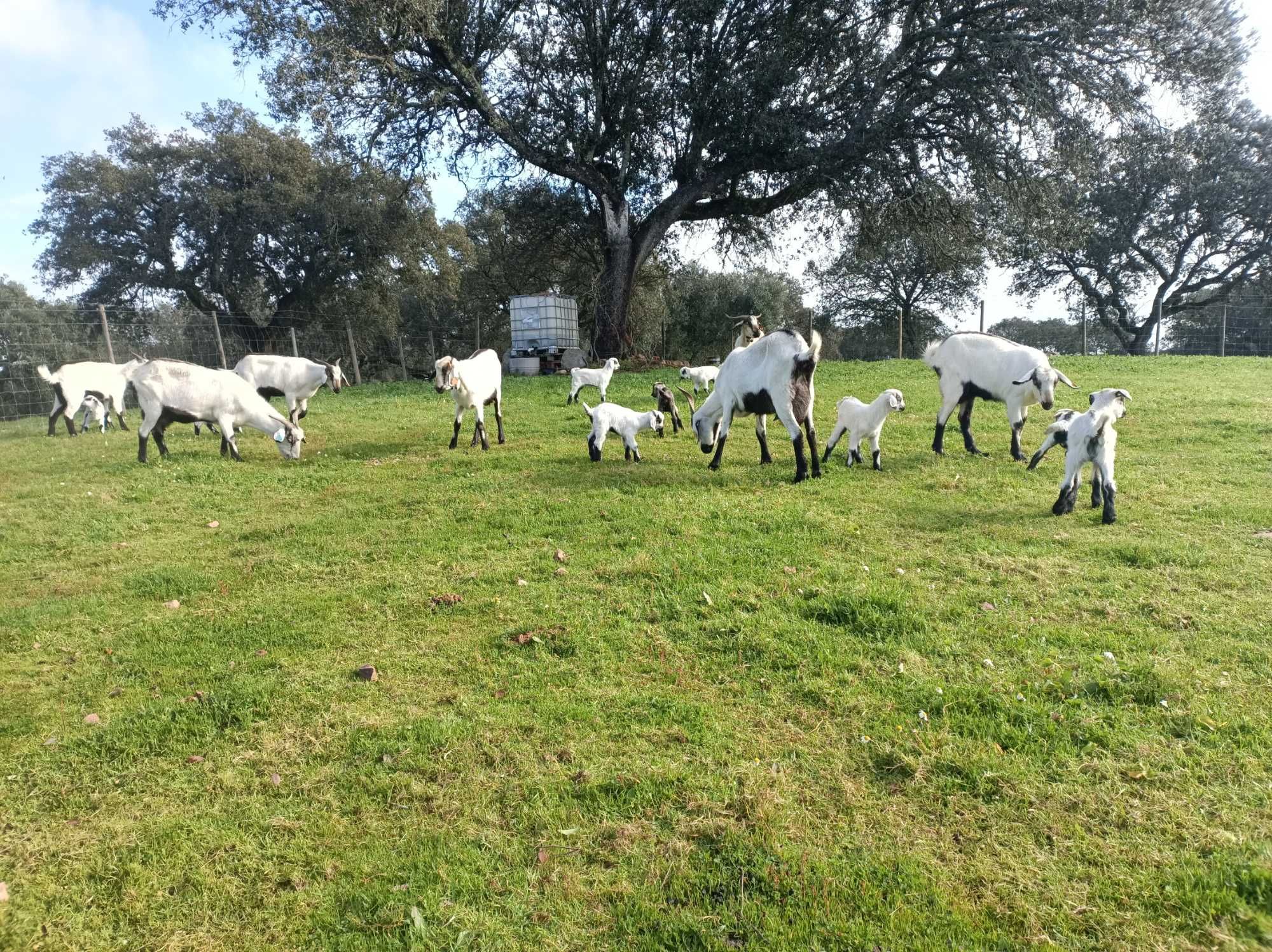 Cabras Serpentinas puras