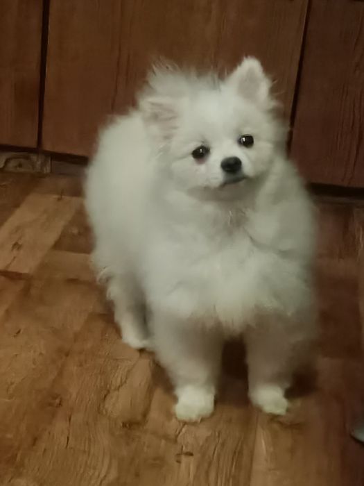 Сахарная девочка