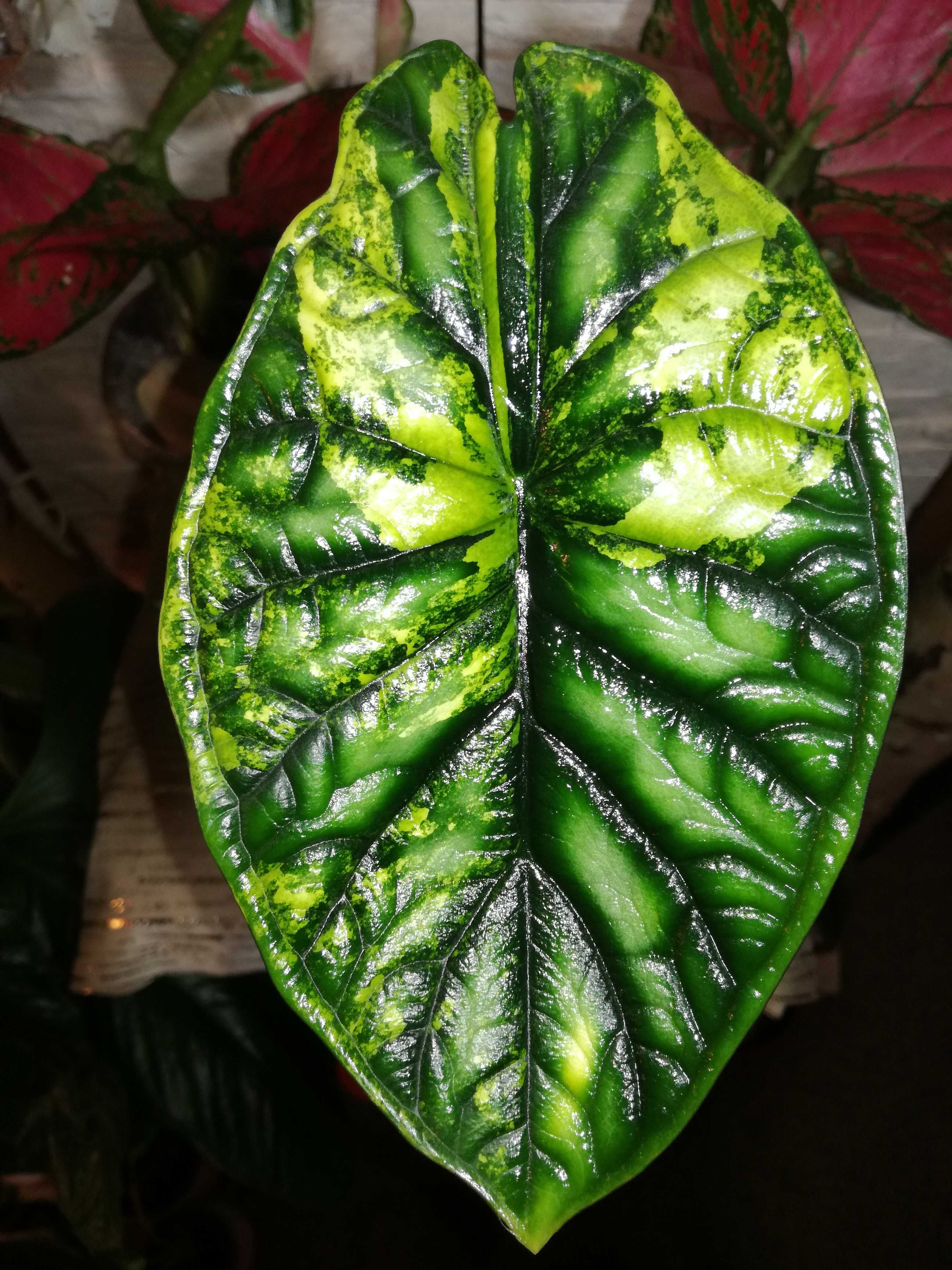 INTERNATION.110Euro Alocasia Baginda Gold Variegata alokazja phil bulb