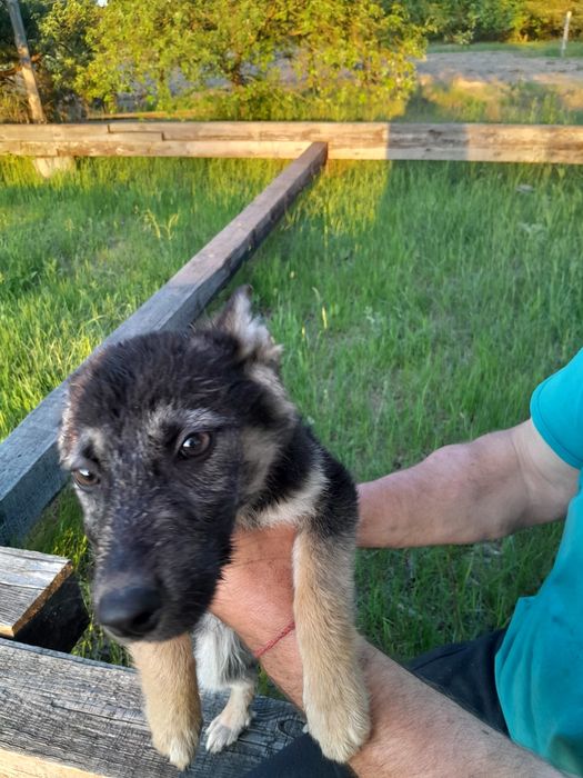 Німеська вівчарка цуценята