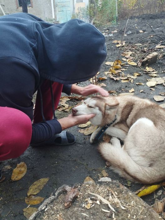 Віддам безкоштовно