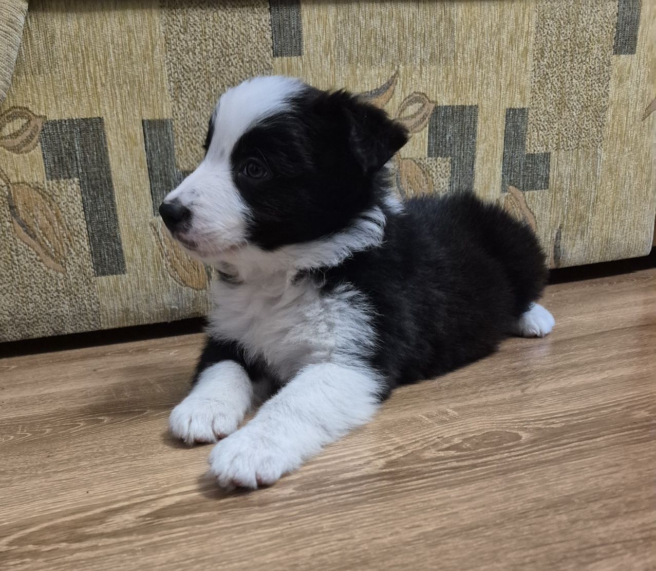 Piesek Border Collie
