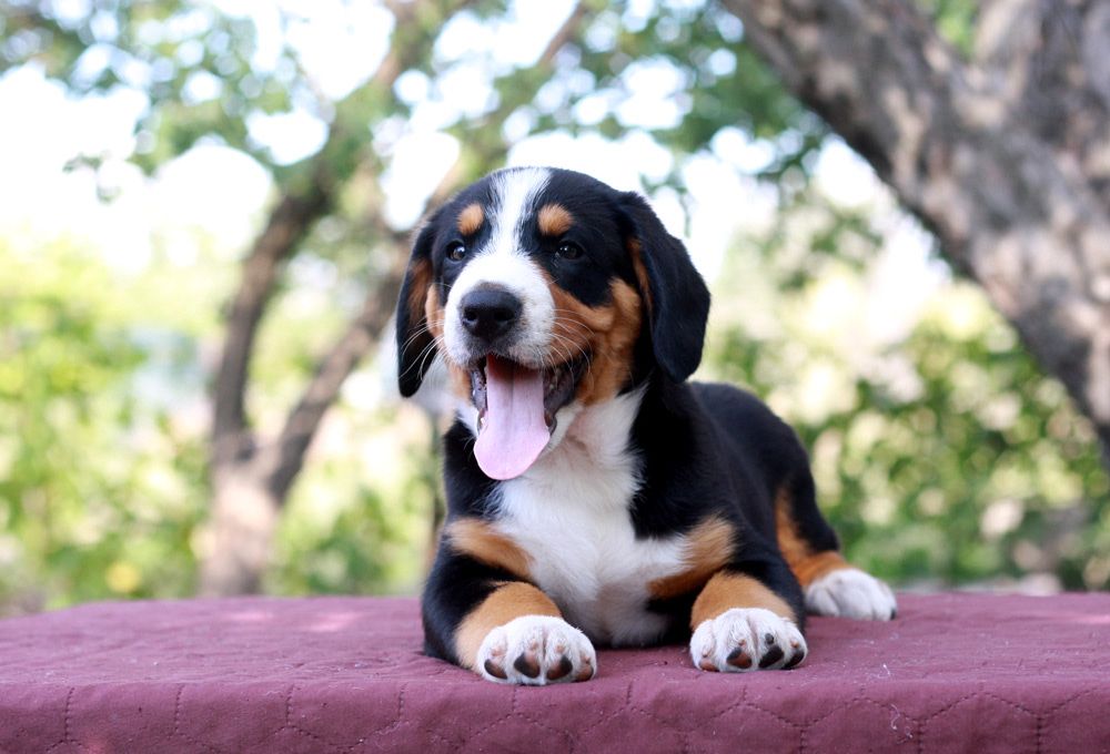 Энтлебухер ентлебухер зенненхунд цуценя