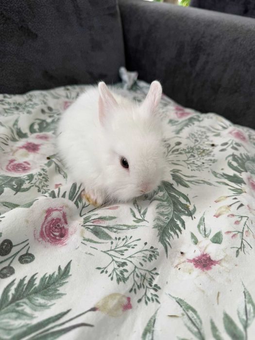 Króliczki karzełek ,teddy mini