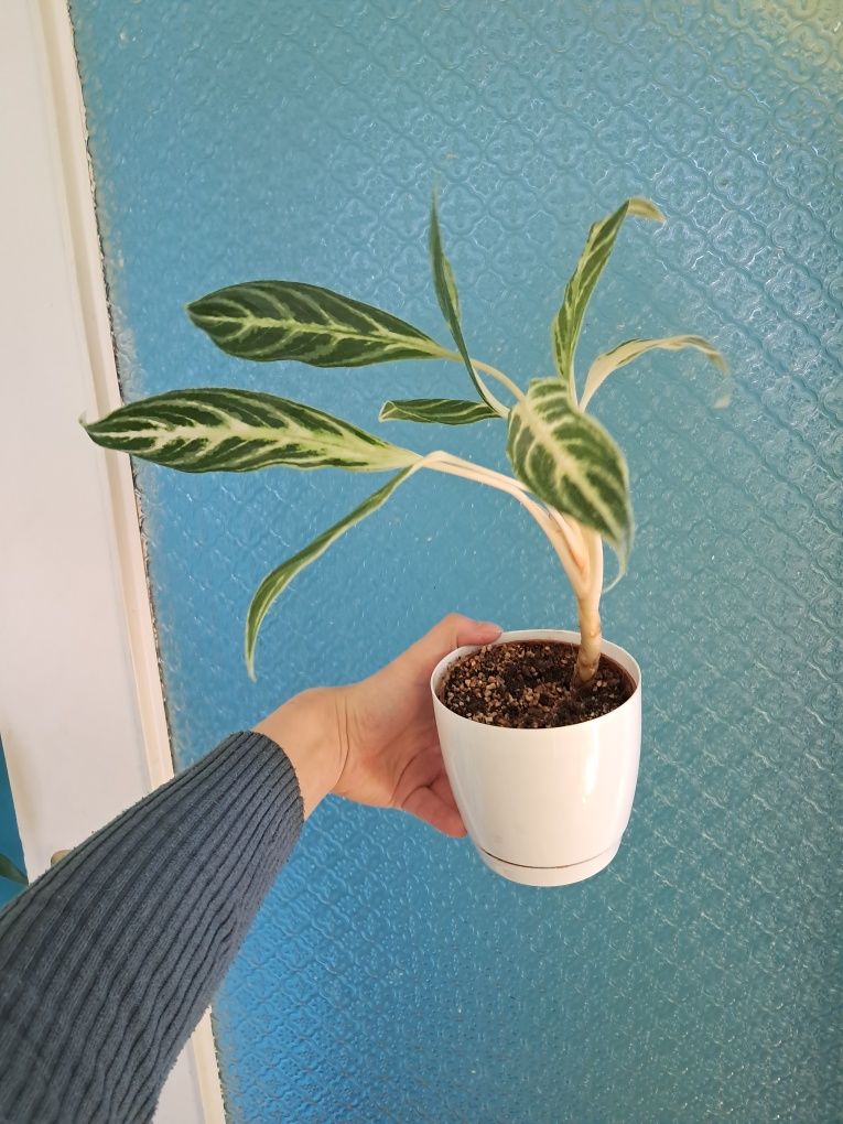 Aglaonema amalia zebra feathers