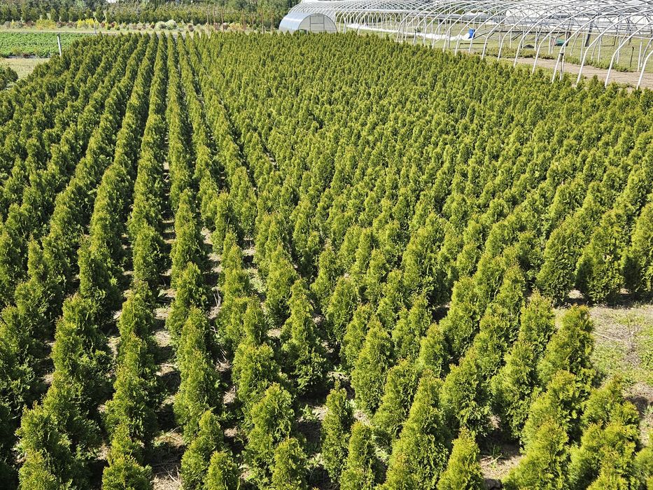 TUJE - DUŻE - Tuja Szmaragd, Thuja Smaragd - DOWÓZ