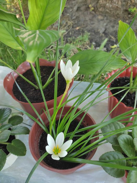 Продам комнатный нарцисс (зефирантес) белый