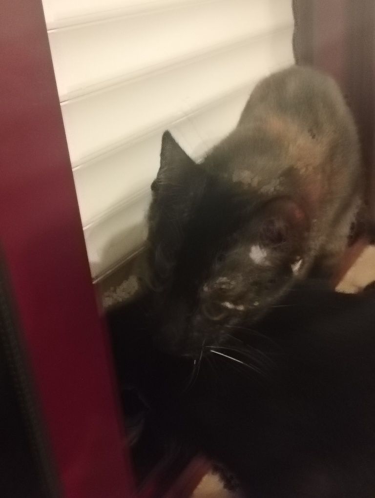 Dão-se gatinhos com 3 meses