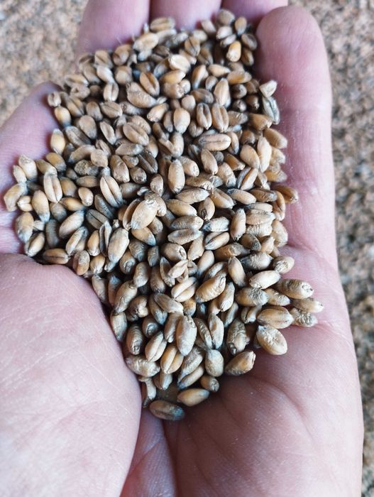 Pszenica ozima ekologiczna z certyfikatem dla kurek 25kg