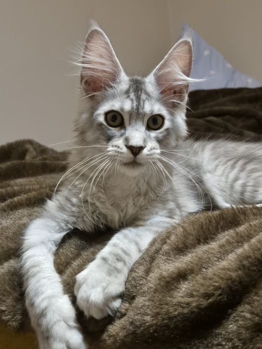 Miki Miziasty kocurek Maine Coon