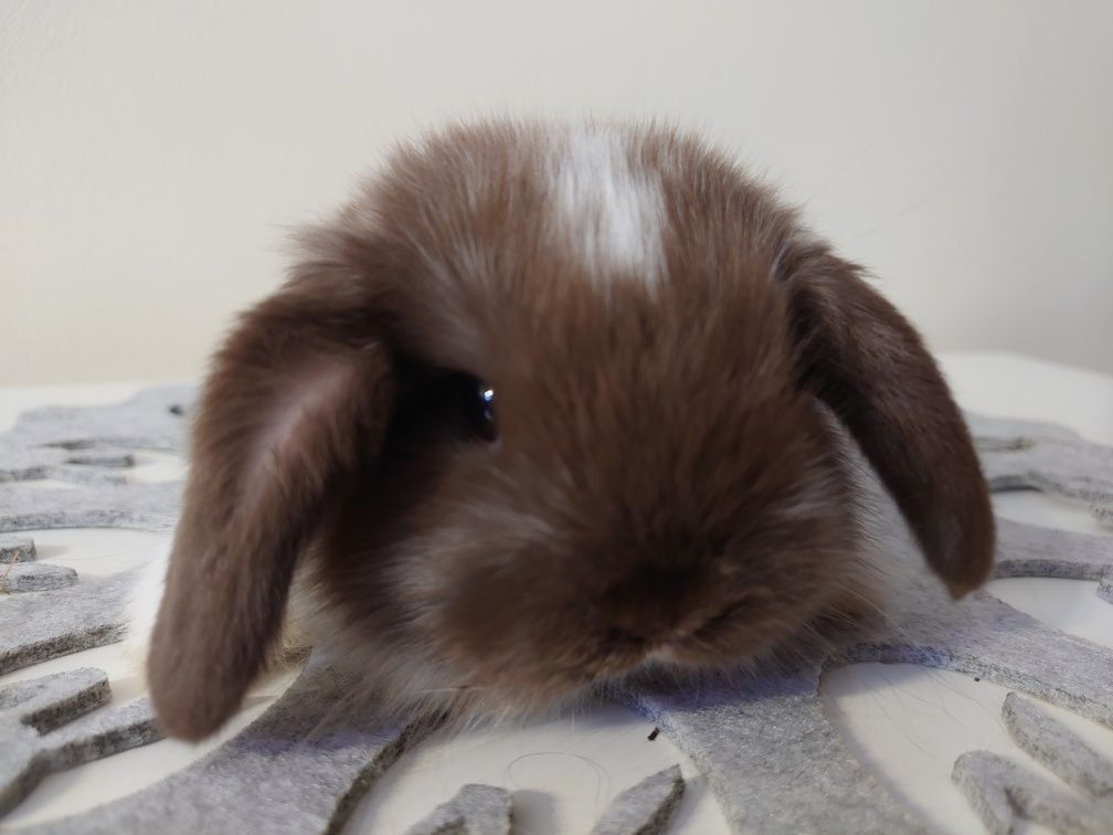 Króliki Mini -Lop