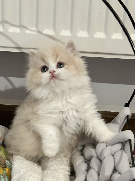 Kocię Brytyjskie, Kot Brytyjski - do rezerwacji