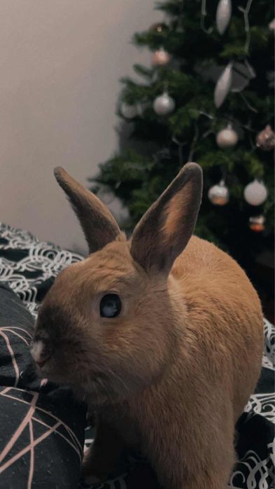 Oddam królika domowego w dobre ręce