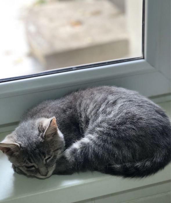 Котик безкоштовно