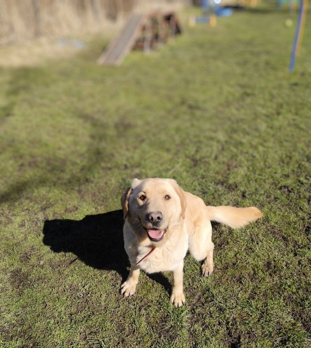 Szogun w typie Labrador szuka domu