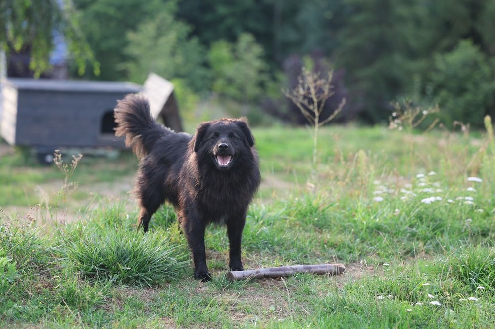 3 letni kudłaty Harry do adopcji