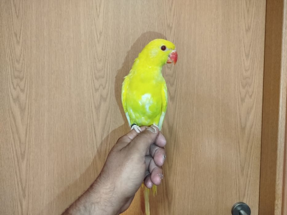 Ring neck lutino