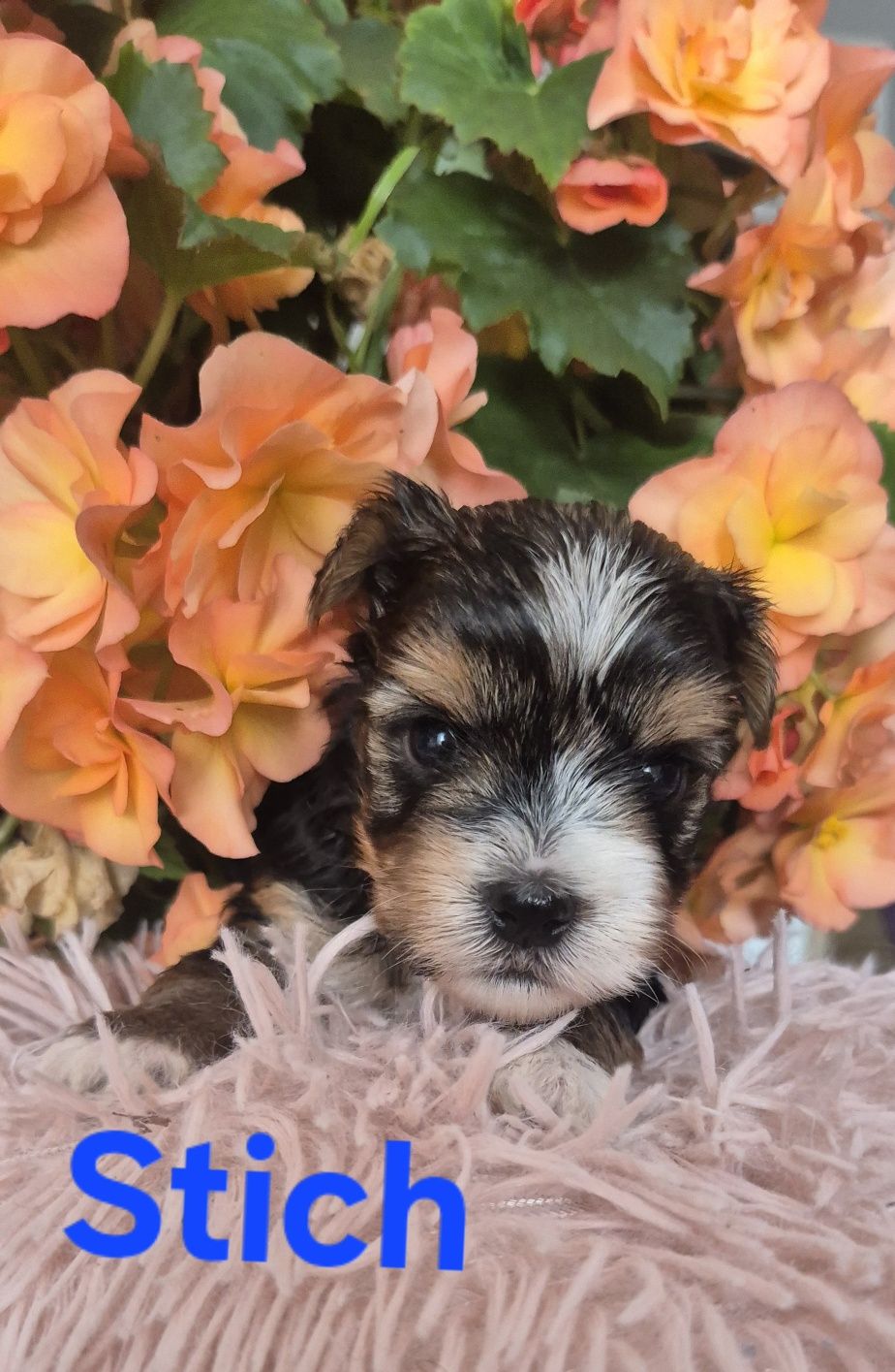 Do Rezerwacji Yorkshire terrier biewer Stich