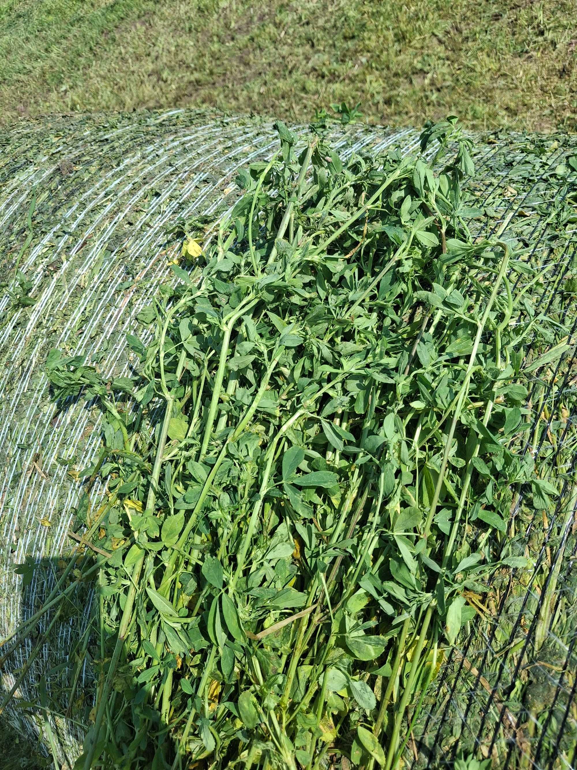 Słoma w belach Siano suche ze stodoły oraz  bele kiszonki Lucerny