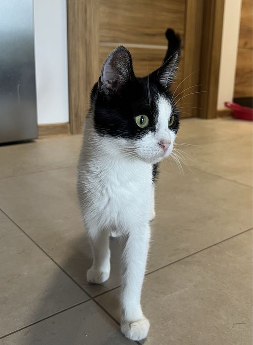 Szukamy domu tymczasowego dla kotki i jej maluszków.