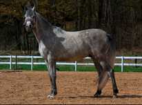 Ogier Arabski 3 lata