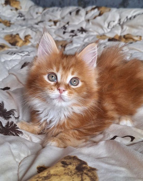 Шикарная девочка Мейн Кун