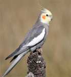 Caturras (Nymphicus hollandicus)