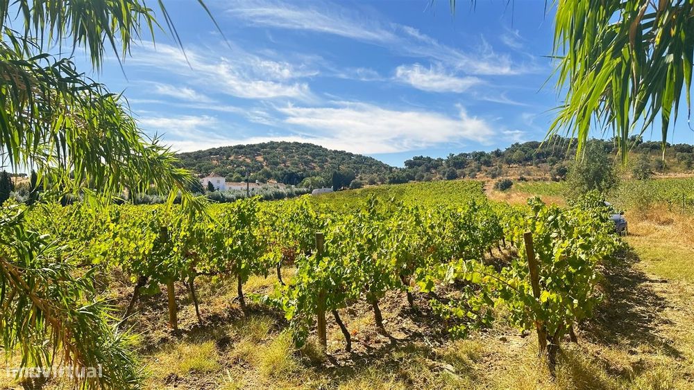 Vinha de Sequeiro Em Borba - Exclusividade no Coração do Alentejo